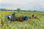 Một số tỉnh, thành phố đã không còn diện tích lúa và hoa màu ngập úng