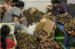 Lễ hội mùa trái chín 2025 có thể tạm dừng vì thời tiết không thuận lợi