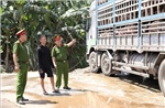 Cao điểm chống buôn lậu: Phát hiện xe tải chở 180 con lợn mắc dịch tả châu Phi đi tiêu thụ