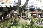 Đốn hạ cây cao 30 mét bật rễ đe dọa tính mạng người dân