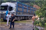 Phát hiện ngăn chặn và tiêu hủy 14 tấn lợn bị dịch tả Châu Phi