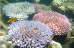 Tìm ra giải pháp giúp hồi phục rạn san hô Great Barrier 