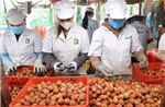 Vải thiều Thanh Hà nâng tầm nhờ khai thác đa giá trị và tiêu thụ đa kênh