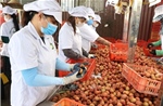Hải Phòng ước thu khoảng 1.750 tỷ đồng từ vụ vải thiều năm 2025