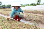 Bắc Bộ và Bắc Trung Bộ có gần 113.000 ha cây trồng bị ngập úng