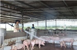 Vẫn còn 30/34 tỉnh, thành phố có dịch tả lợn châu Phi chưa qua 21 ngày