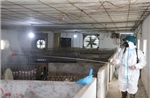 Vành đai ngăn dịch tả lợn châu Phi 