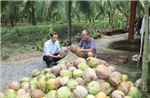 Dừa khô được giá mang lại lợi nhuận cao cho nông dân