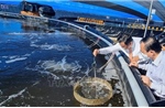 Đầu tư khoa học công nghệ để tăng năng suất, nâng chất cho thủy sản Việt