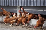Hà Lan tiêu hủy 117.000 con gà vì cúm gia cầm lây lan