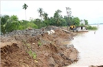 Vĩnh Long: Công bố tình huống khẩn cấp sạt lở đê bao cồn Thanh Long