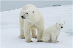 Hy hữu trường hợp gấu Bắc cực nhận con nuôi 