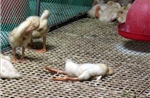 Quảng Ngãi tiêu hủy gia cầm mắc cúm A (H5N1)