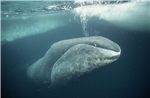 Bí mật về khả năng chống ung thư của cá voi đầu cong