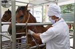 Xuân Bính Ngọ 2026: Chuyện những con ngựa cống hiến cho y học