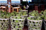 Xây nền tảng 'đường dài' cho sầu riêng Việt