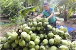 Mở rộng vùng dừa hữu cơ, tăng liên kết để thúc đẩy xuất khẩu