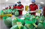 Hành trình nâng tầm thương hiệu cho bưởi da xanh Việt
