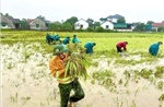 Mưa lớn làm 1 người bị thương và nhiều thiệt hại tại các địa phương