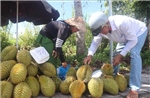 Thị trường sầu riêng miền Tây lo ngại thời điểm chính vụ