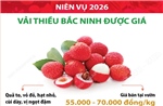 Niên vụ 2026: Vải thiều Bắc Ninh được giá