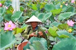 Mở hướng phát triển xanh và chế biến sâu từ cây sen