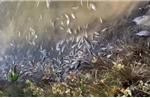 Vụ cá chết bất thường dọc bờ sông ở Quảng Trị: Lấy mẫu xét nghiệm, rà soát các nguồn xả thải