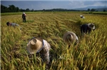 Siêu El Niño có thể gây cú sốc tăng giá lương thực toàn cầu đến năm 2028