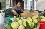 Mùa na ngọt vùng chân núi Tam Đảo