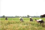 Ứng phó bão số 1: Lên phương án tiêu úng, bảo vệ lúa mới gieo cấy