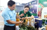 Đà Nẵng quảng bá sâm Ngọc Linh và dược liệu đến với du khách