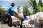 Tây Ninh đẩy nhanh thu hoạch lúa Hè Thu, chủ động bảo vệ sản xuất mùa mưa lũ