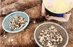 Rơm rạ 'hồi sinh', giúp nông dân Cần Thơ làm giàu