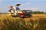 Trên 22 tỷ đồng hỗ trợ chuyển đổi chuỗi giá trị lúa gạo