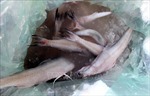 Phát hiện mẫu cá khoai dương tính với phoóc môn khi test nhanh tại Quảng Bình
