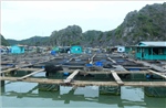 Đẩy nhanh tháo dỡ các cơ sở nuôi trồng thủy sản còn lại trên đảo Cát Bà