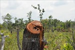 Vụ phá rừng quy mô lớn tại Đắk Lắk: Bắt tạm giam 28 đối tượng liên quan