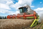 Ukraine dự kiến thu hoạch được 45 triệu tấn ngũ cốc và các loại đậu