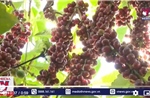 EU cấm nhập cà phê, ca cao trồng tại rừng suy thoái