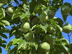 Phát triển bền vững cây ăn trái xuất khẩu ở Tây Nguyên - Bài cuối: Chủ động bước ra sân chơi lớn