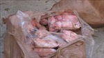 Lào Cai thu giữ hơn 3.200 kg thực phẩm bẩn không rõ nguồn gốc