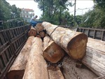 Khởi tố hai đối tượng vận chuyển trái phép hàng chục mét khối gỗ Kơnia