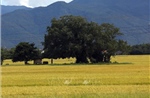 Đến Phú Yên mùa lúa chín