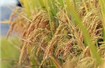 Thị trường nông sản: Lúa gạo vững giá