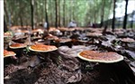 Phê duyệt dự án trồng nấm chi đỏ dưới tán rừng keo lai và cà phê