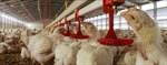 Thêm một trang trại tại Australia phát hiện virus cúm gia cầm