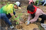 Đà Nẵng: Tăng tốc thực hiện Đề án trồng một tỷ cây xanh