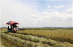 Tìm giải pháp tăng giá trị lúa gạo