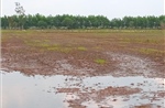 Hậu Giang: Yêu cầu lấy mẫu cát tại nơi xuất hiện nước mặn làm ảnh hưởng lúa của nông dân