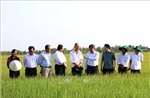 Triển khai mô hình điểm đề án 1 triệu ha lúa chất lượng cao giảm phát thải